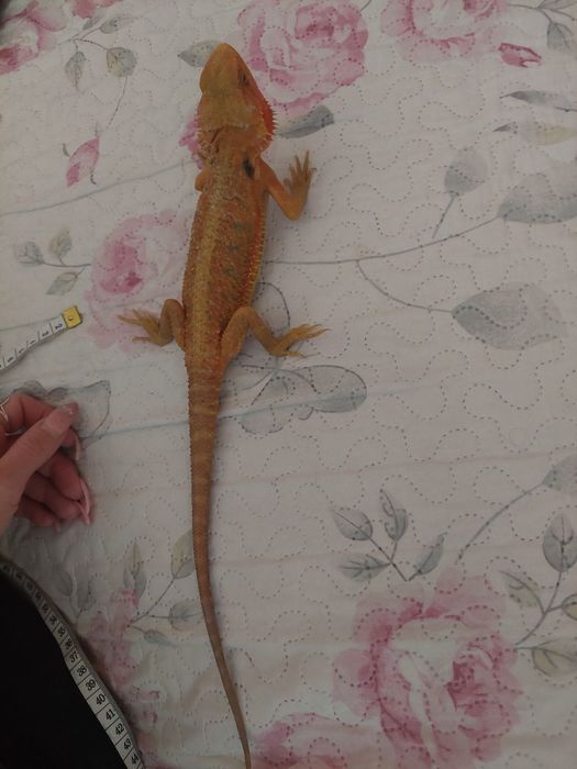 Agama brodata samica