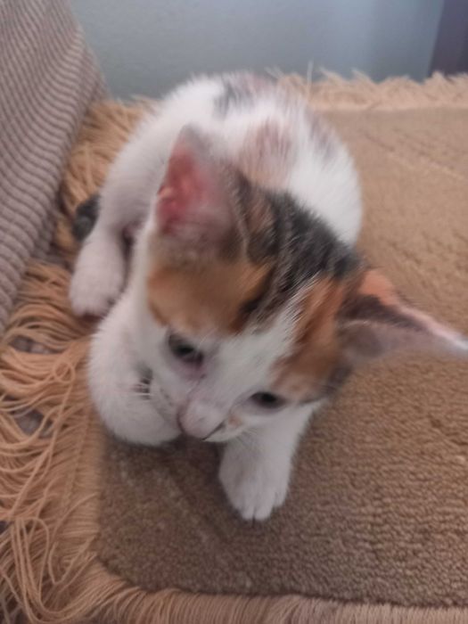 Gatinhos para adopção responsável