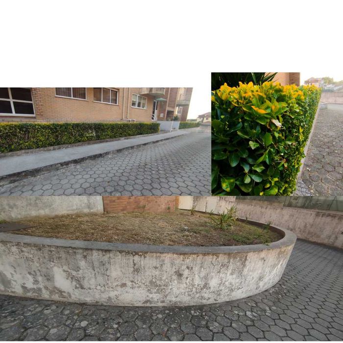 Limpeza de terrenos