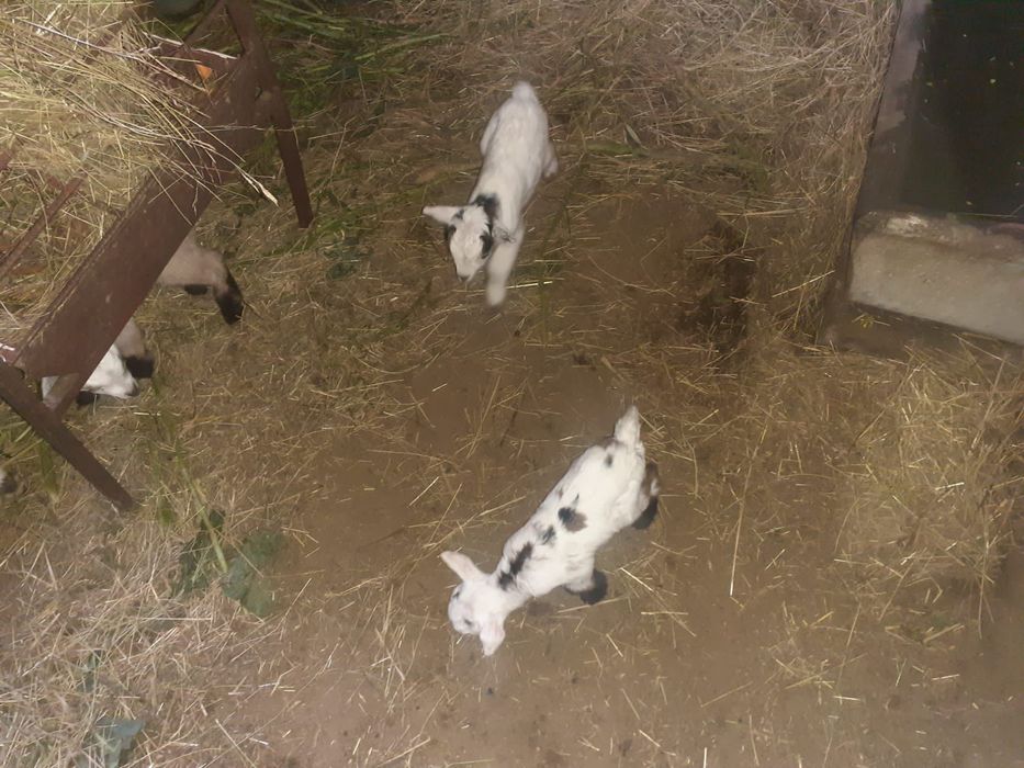 Cabras anãs crias