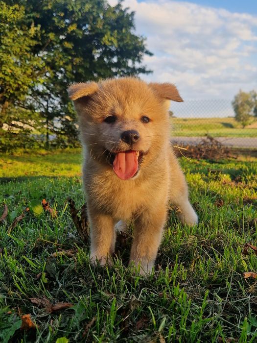 Cudowny chłopiec Akita INU