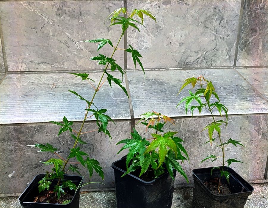 Zestaw na bonsai- 3x klon palmowy+ nasiona klon palmowy purpurowy!