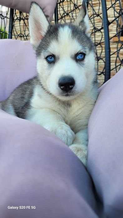Siberian Husky Błekitne Oczy  Śliczny Maluch