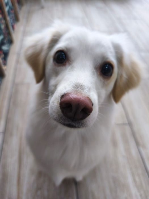 1.5 roczny samiec do adopcji