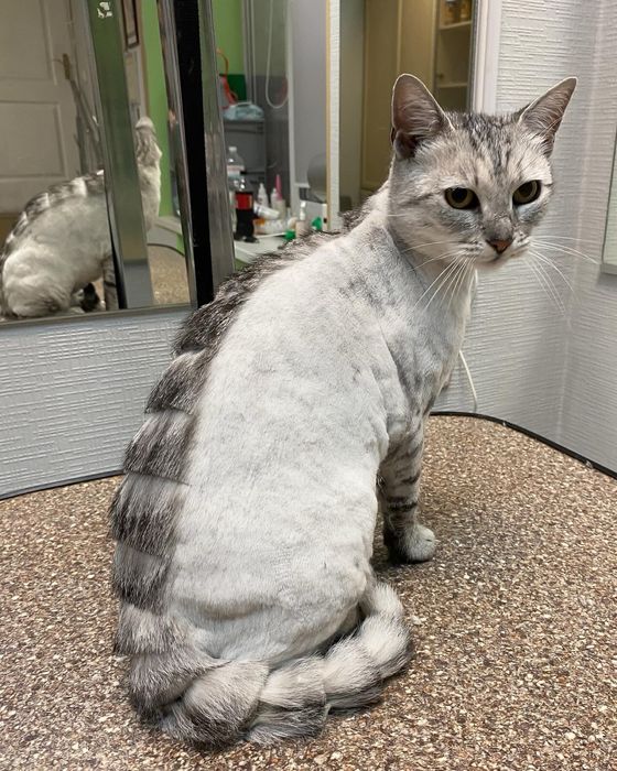 Грумінг стрижка вичісування котів