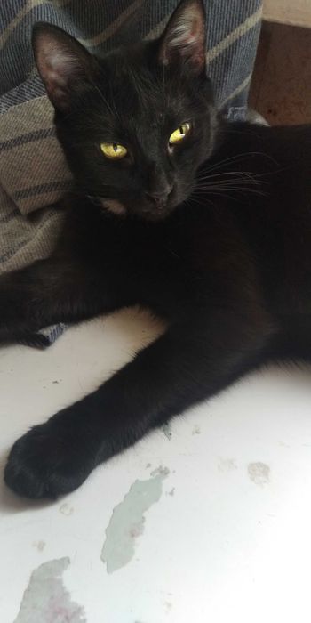 Кошечки ищут дом