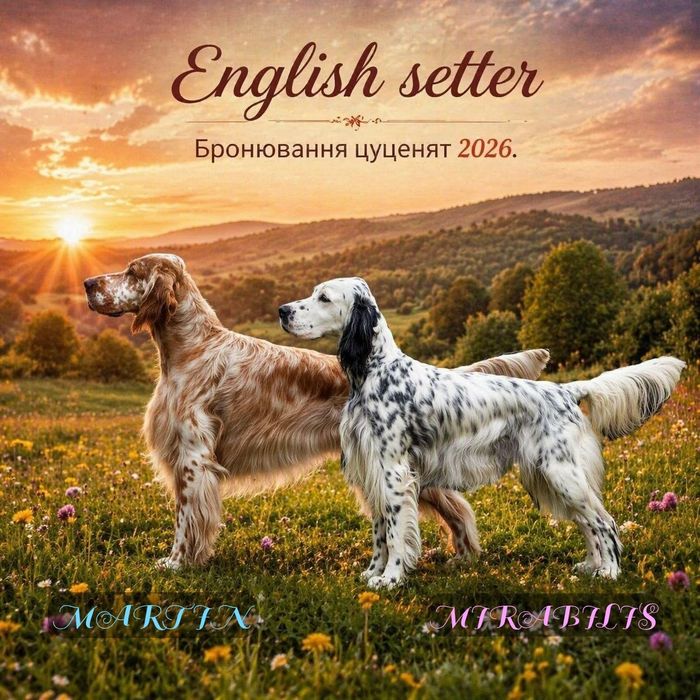 Англійський сетер.
