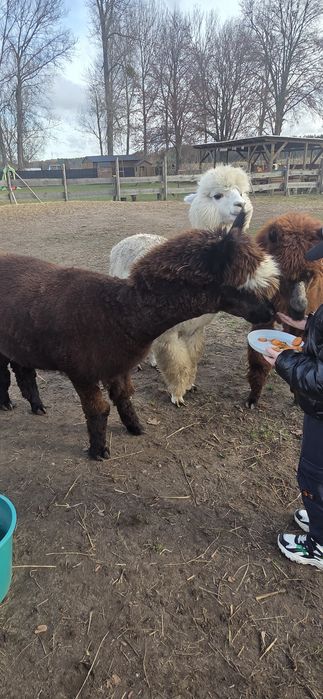Sprzedam 3  alpaki - samce