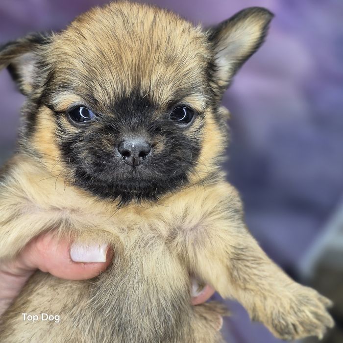 Chihuahua dziewczynka FCI