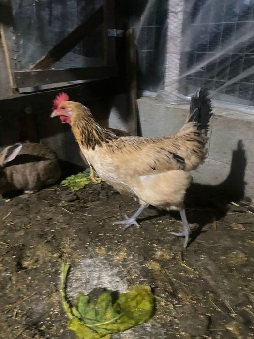 Andaluza surenha morucha