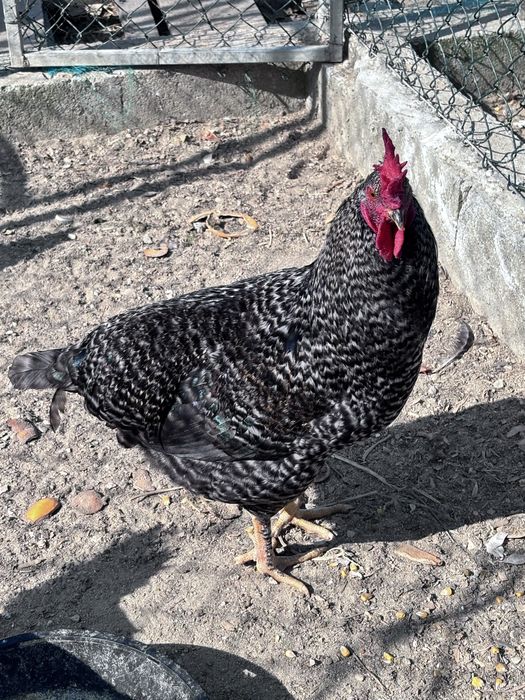 Perus e  peruas. E galos