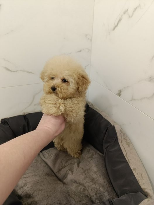 VIP дівчинка мальтіпу