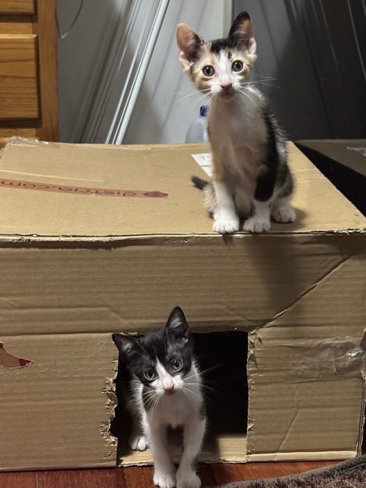 Gatinhos Bebés (2 Meses) para Adoção Responsável – Paredes