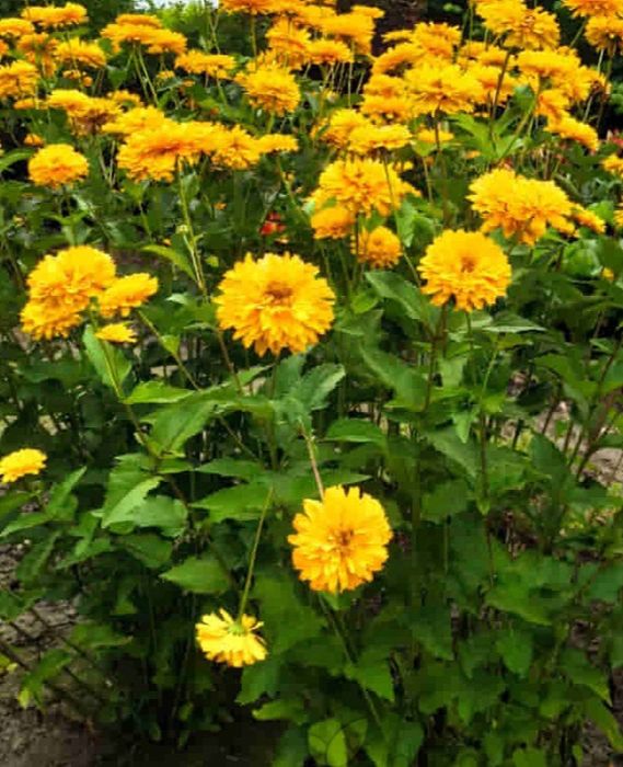 Słoneczniczek szorstki 1 sztuk "rudbekia" kwitnie całe lato sadzonka