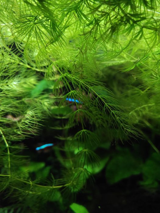 Rogatek duża porcja 3L