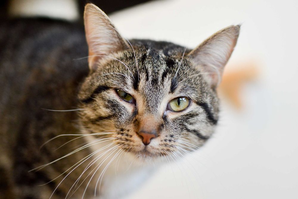 Cymbałek - 3 letni, towarzyski kot szuka kochającego domu!