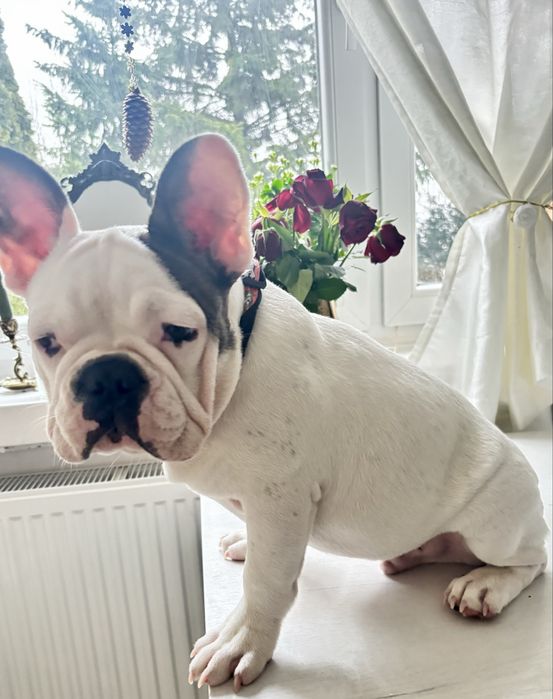 Buldog francuski chlopiec z rodowodem gotowy do odbioru