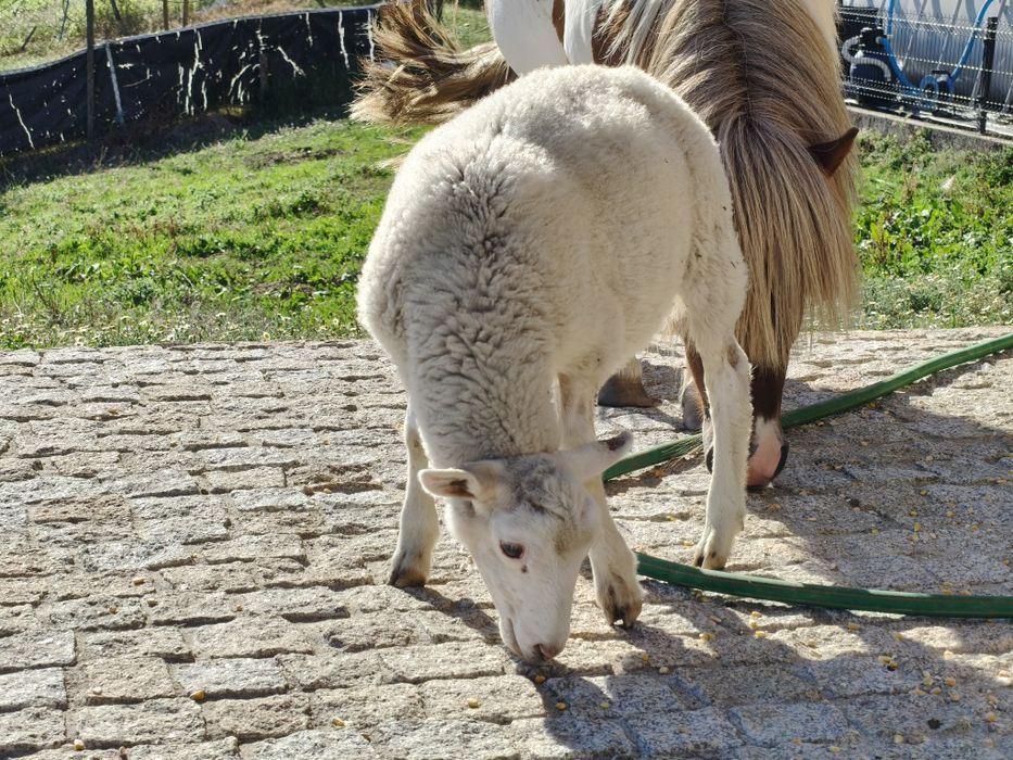 Casal de borregos