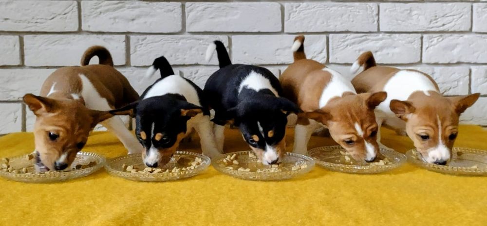 Basenji szczenię FCI