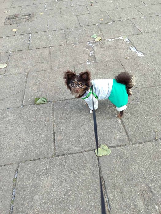 В'язка чіхуахуа шоколадного красунчика