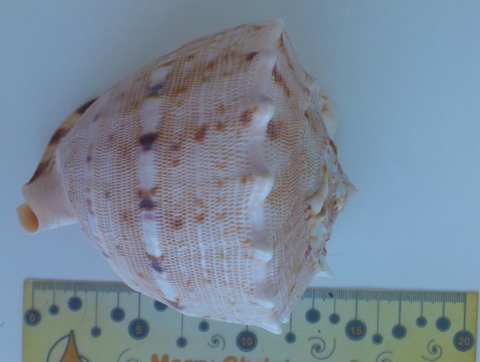 Ракушка большая Рогатый Касис