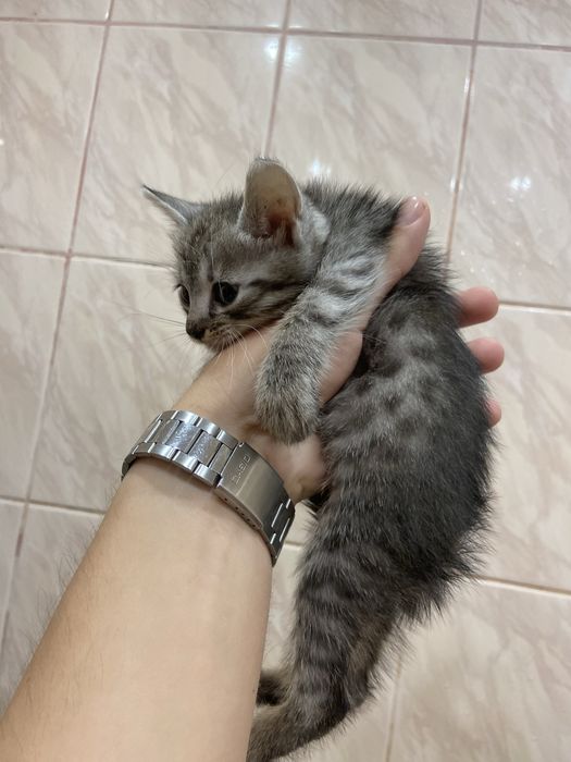 кошеня в добрі руки