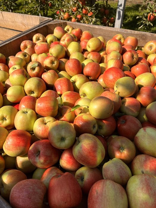 Jabłka Jonaprince z własnego sadu - 20 kg Wysyłka OLX