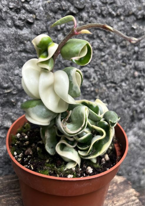 Хойа компакта Варієгата