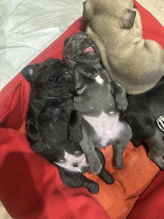 Щенки Французкого бульдога. З документами