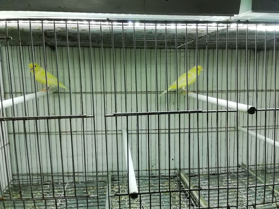 Canários várias ráças