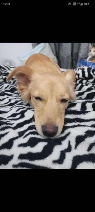 Cadelinha para adoção