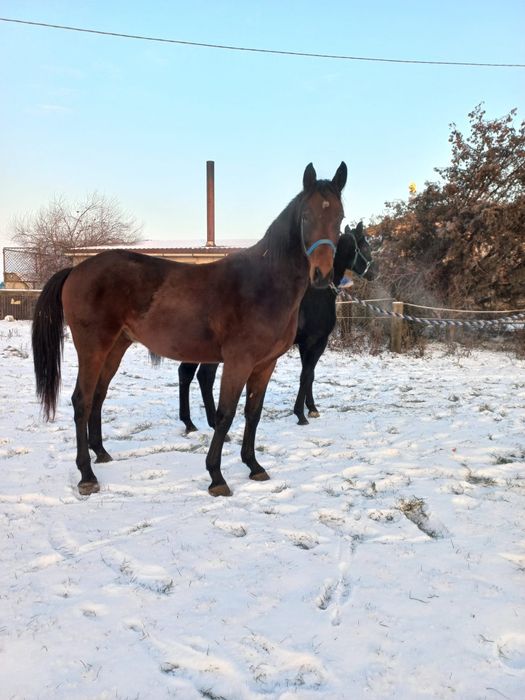 Wałach Cedrus, Chmurka/ Quite Easy II