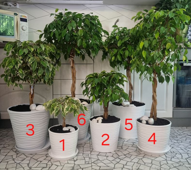 Дизайнерський фікус бонсай