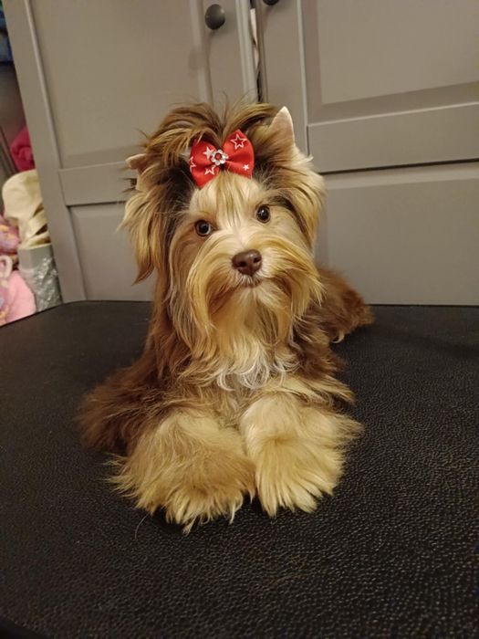 York, yorkshire terrier choco-tan Batman