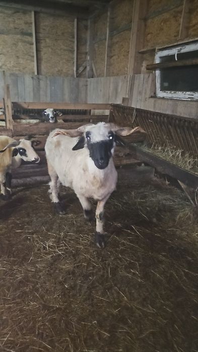 Sprzedam owce walizera