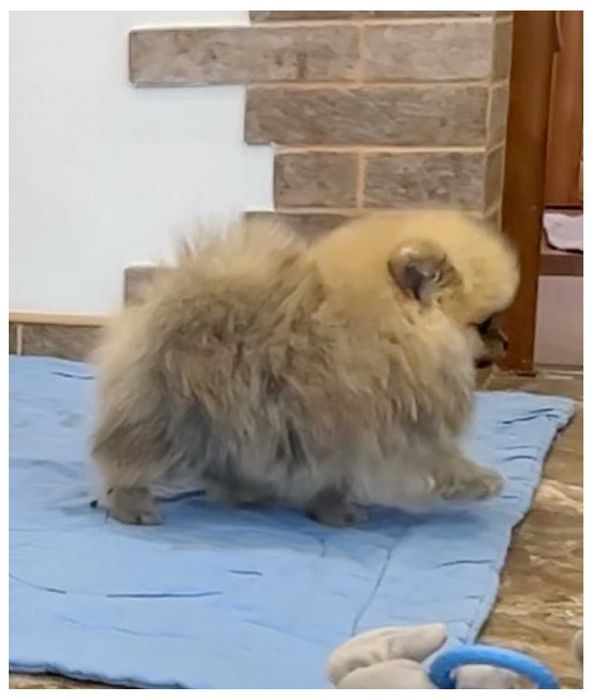 Хлопчик померанського шпіца, 2 міс.