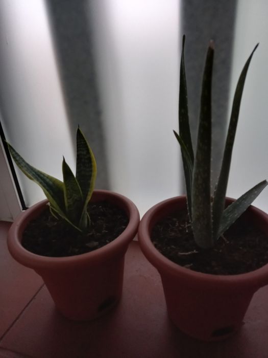 Duas plantas em vaso, aloe vera e espada de Santa Barbara