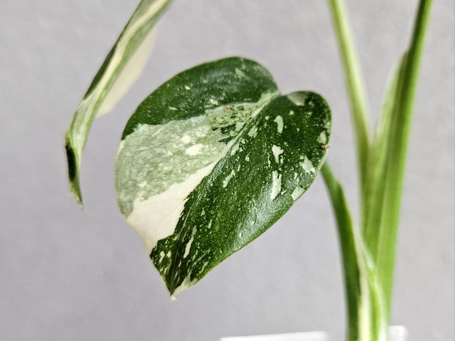 Monstera Thai Mutation noID 3 listna sadzonka + drugi węzeł