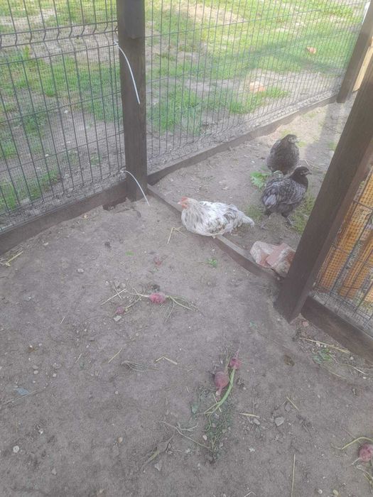 Koguty Australorp i Marans