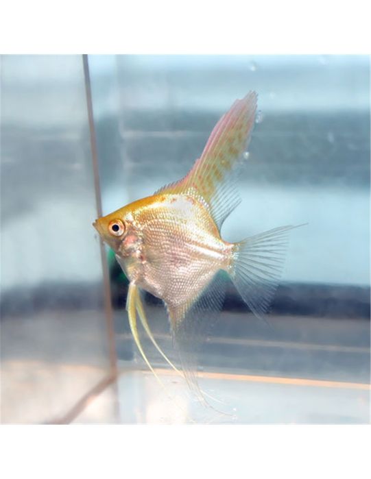 Escalares Dourados – 6/7 cm – Pterophyllum scalare