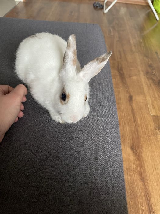 Oddam królika w dobre ręce