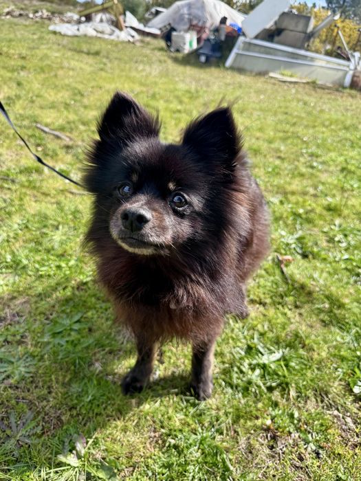 Amora - Spitz Alemão