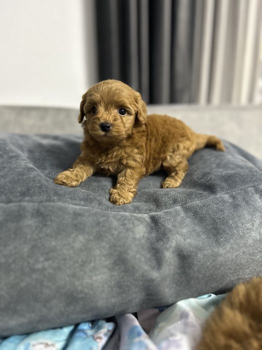 Чудовий хлопчик йоркіпу