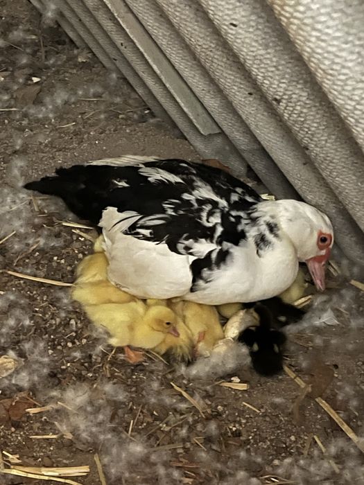 Patos mudos com 15 dias