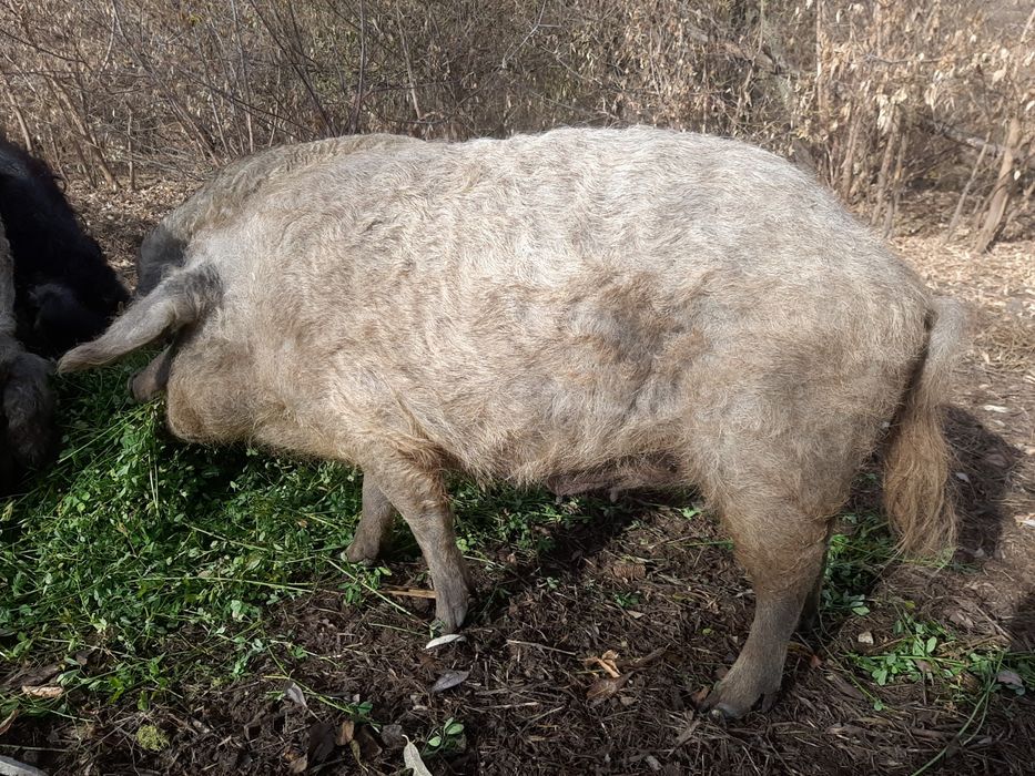 Продам свиней Венгерской Пуховой Мангалицы!