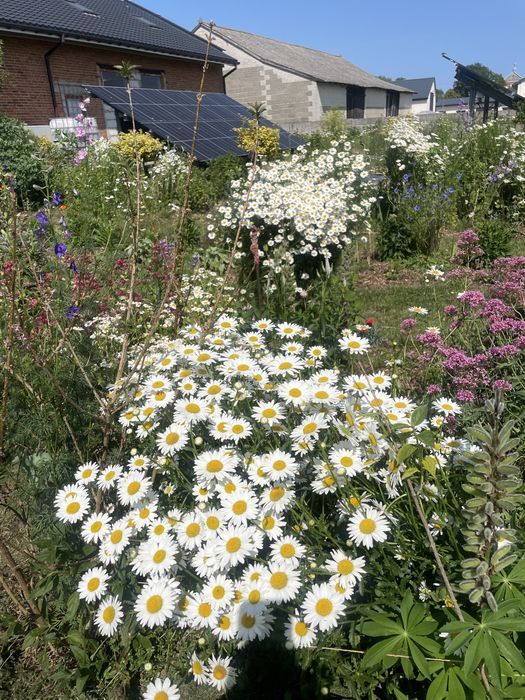 Rośliny wieloletnie  do ogrodu 5zł