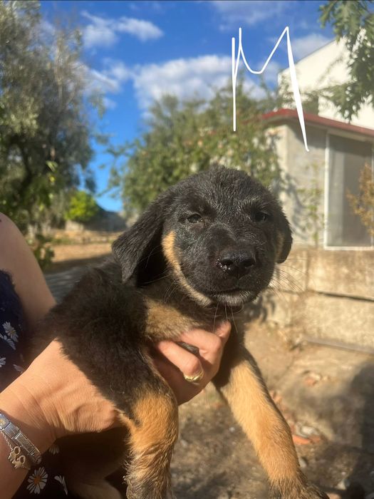 Cães de 4 meses M & F
