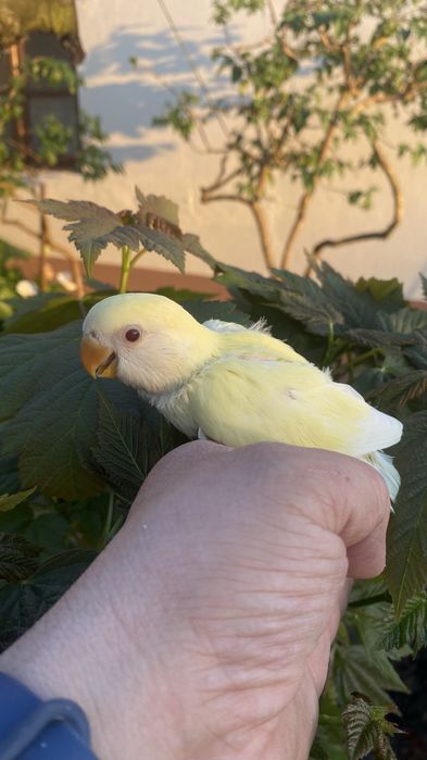 Agapornis domesticado -grande oportunidade