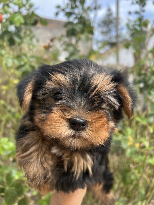 Yorkshire terrier femea  suoer top