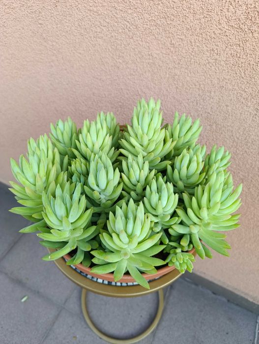 Rozchodnik Morgana - Sedum morganianum